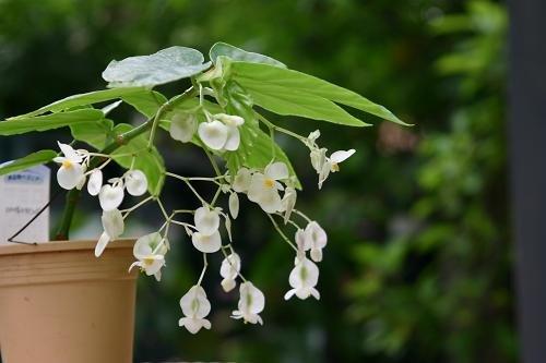 B. ‘White Flamingo’